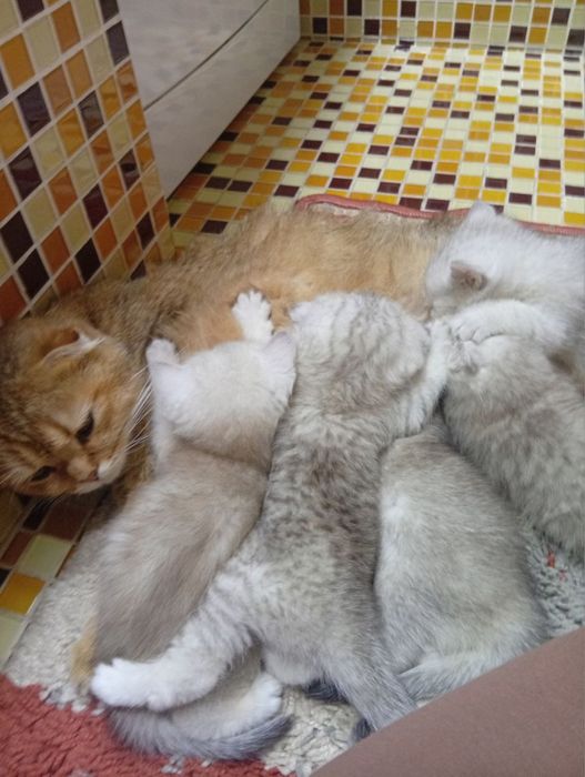 Продаю серебренные шиншилла