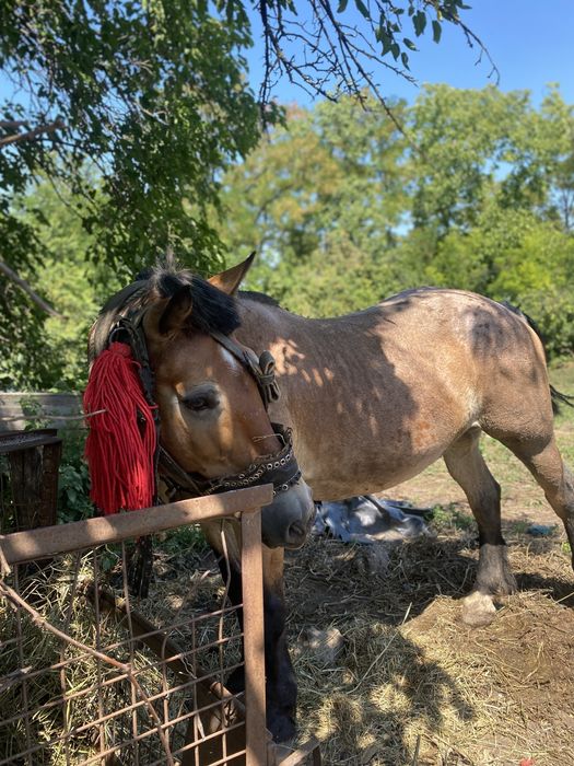 Cal de vânzare  Are 7 ani este castrat,cuminte și blând  Preț: 1500 euro negociabil  Broscauți  0746355297/0742031476