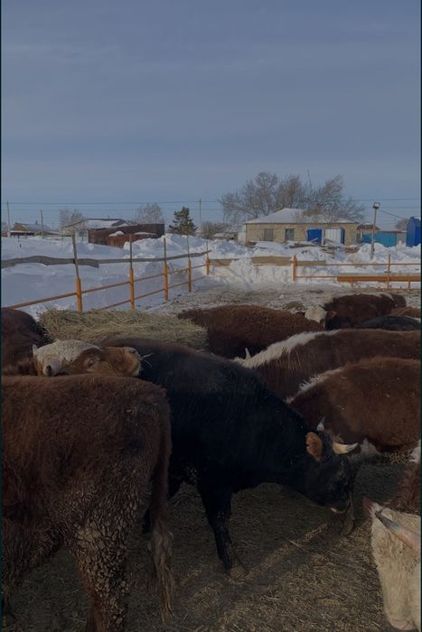 Продам бычков с откорма 40 голов