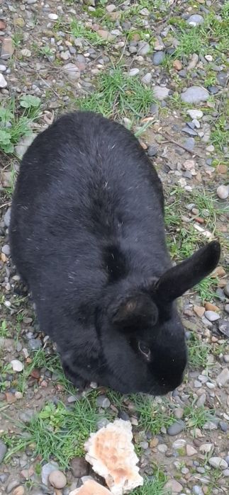 Кролики қоян тауық куры