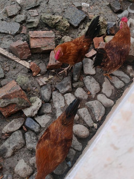 Vând 3 cocoși americani