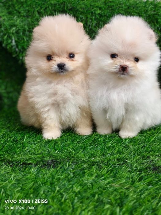 Продам шикарных щенков шпица