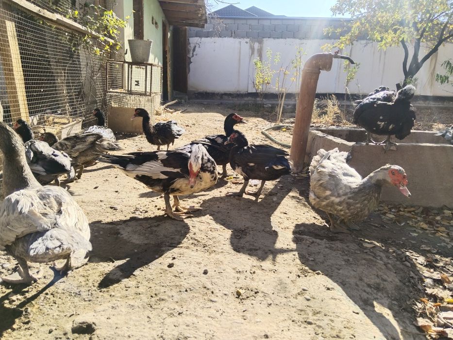 Индоуткалар сатылады Изумруд