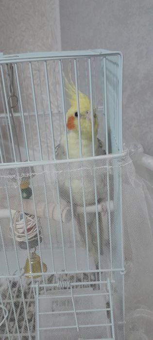 Попугай корелла мальчик