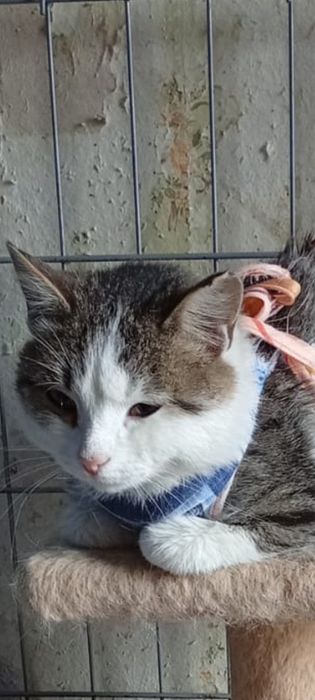 Отдаю бесплатно кошку