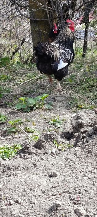 Găini și cocoș wyandotte de anul trecut