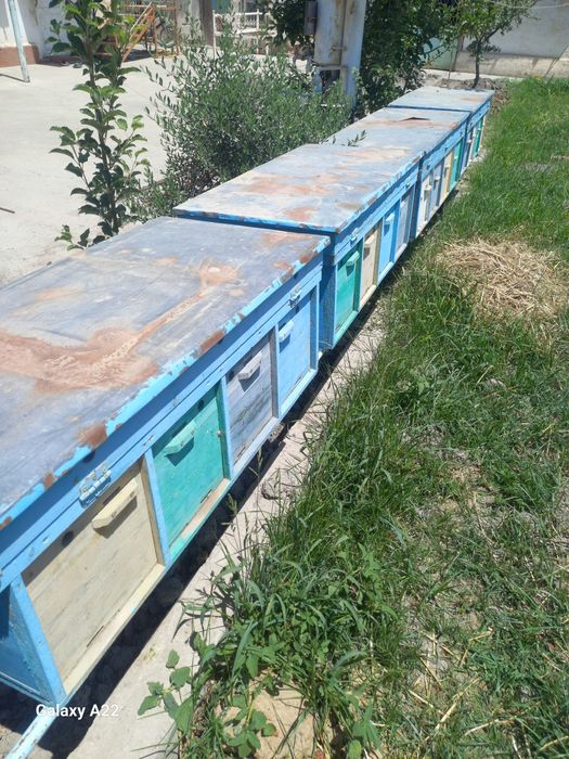 Асалари яшиги сотилади бекорга турибди кимга керак булса .