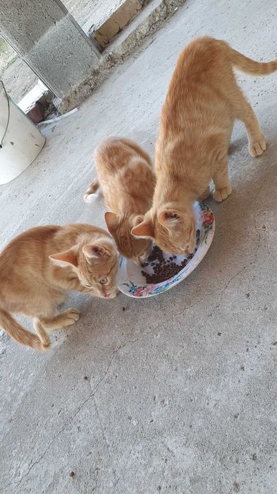 Малки котета – различни шарки