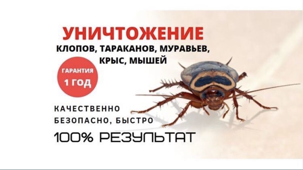 Обработка клопы, тараканы, термиты