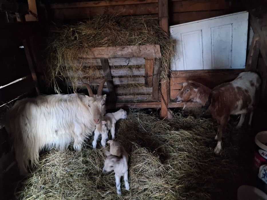 Vând 2 capre cu 4 iezi