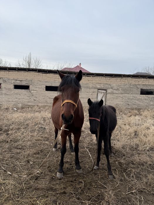 Бие құлынды буаз