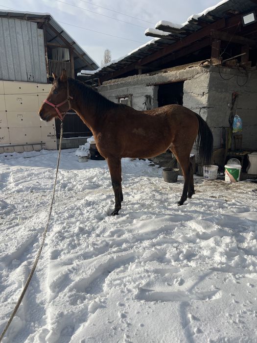 продам лошадь айгыр жеребец