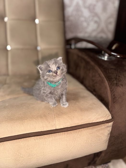 Срочно продается скоттиш страйт британец