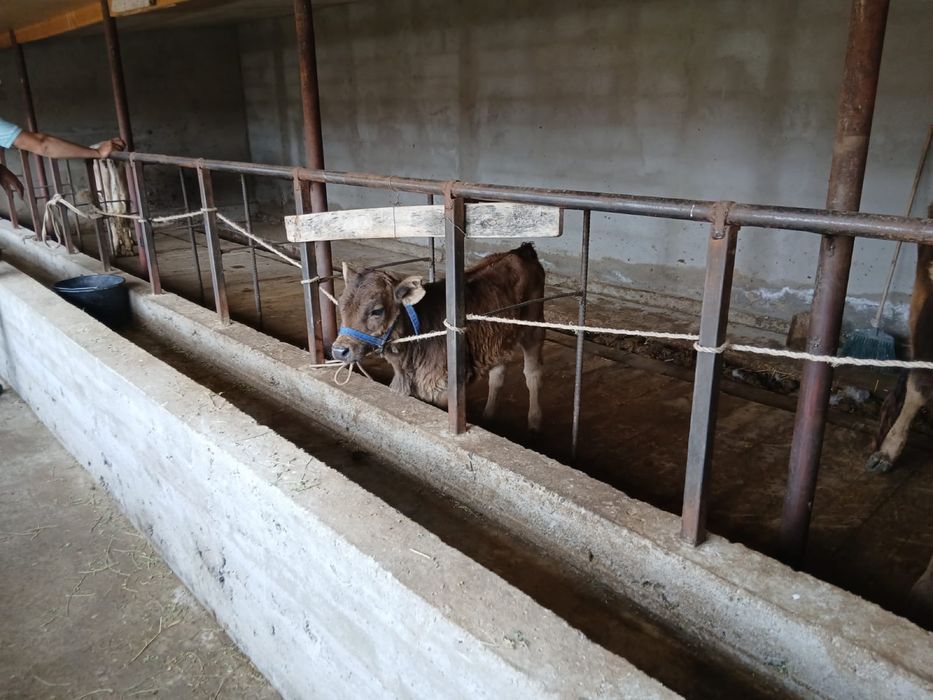 Бұзаулы сиыр сатылады .