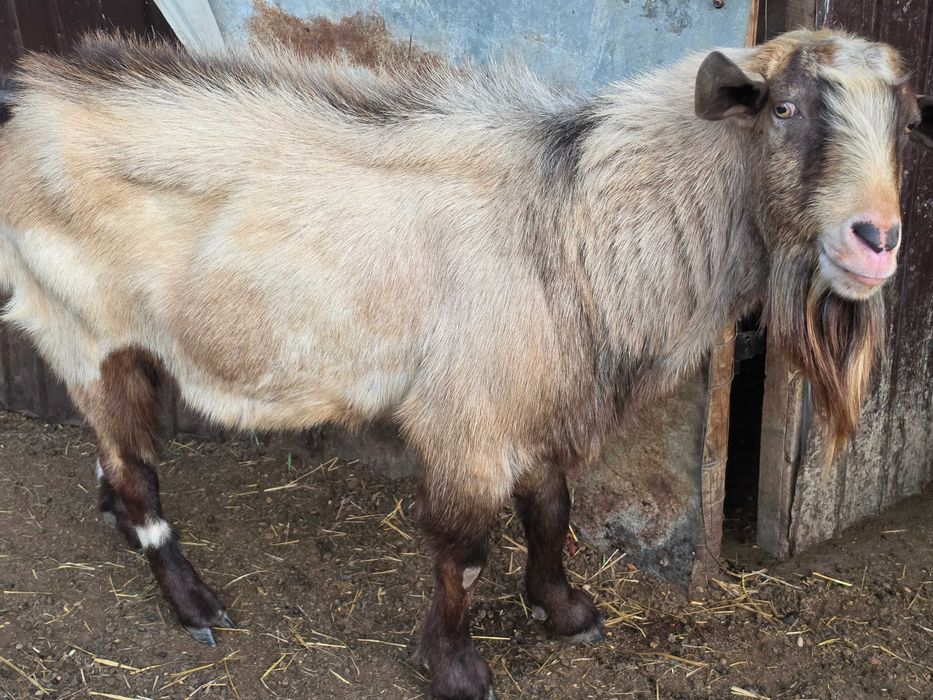 Capre gestante,tapi mari si mici