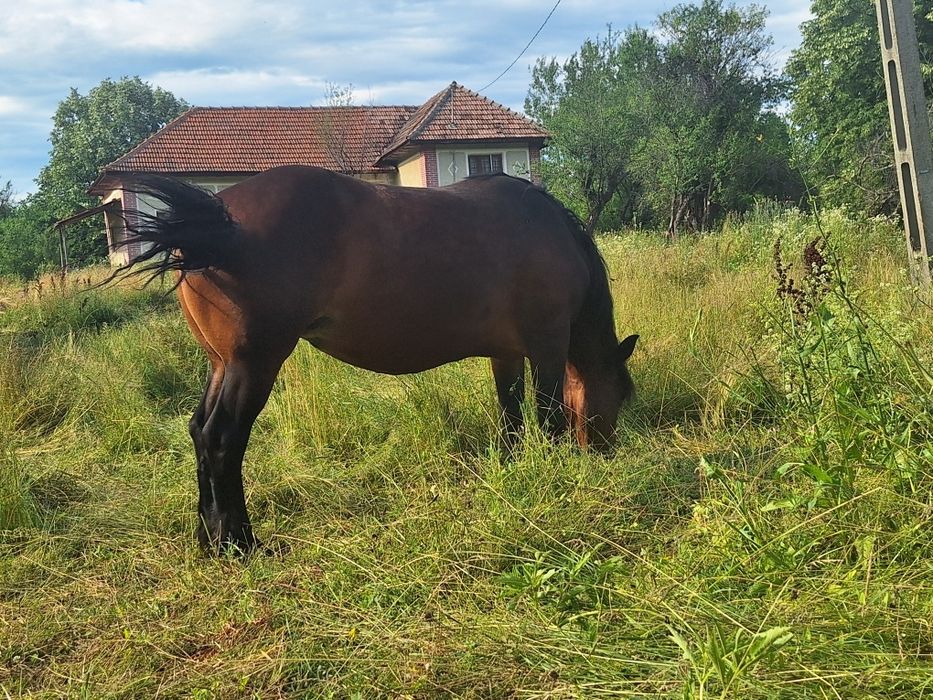 Doua Iepe de vânzare