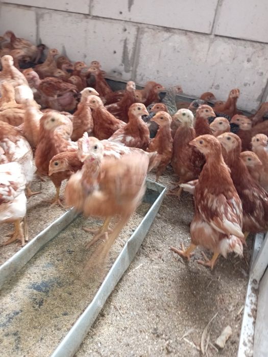 Puicute outoare issa brown 7 săptămâni