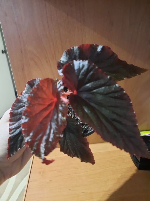 Продам бегонии комнатные цветы