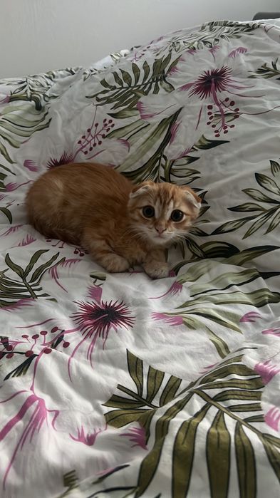 Отдам котенка в добрые хорошие руки