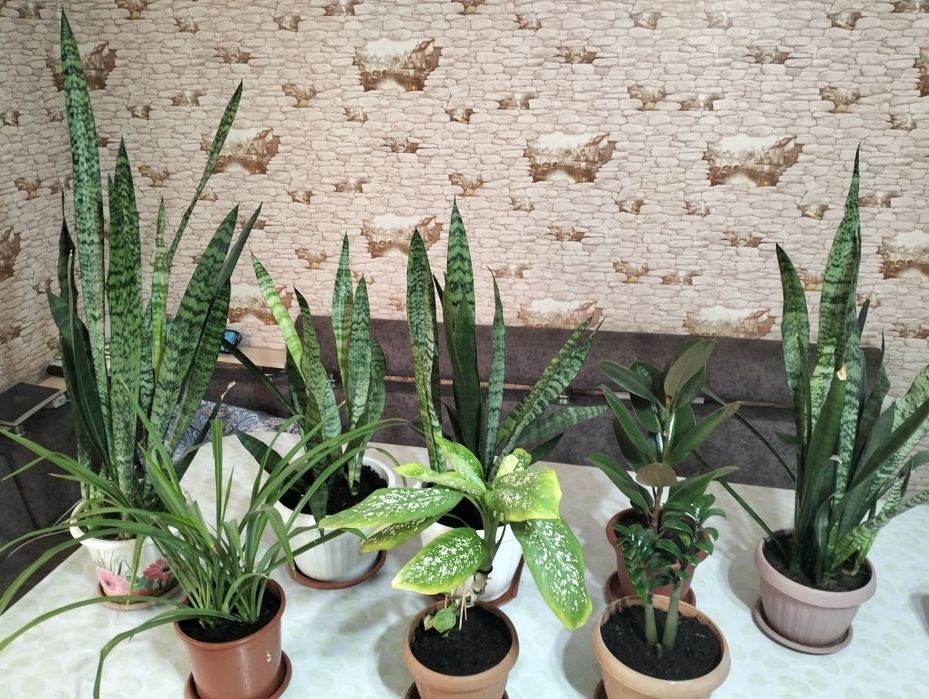 Домашние цветы для офиса