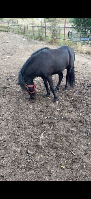 Ponei schimb sau vand
