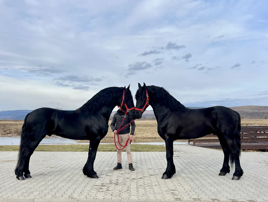 Friesieni Pereche Frizieni Echitatie Calarie