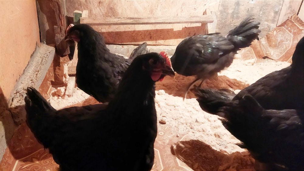 Продам молодых петушков. Джерсийский гигант.