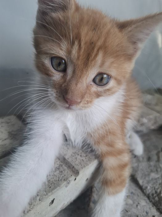 Подарявам   коте