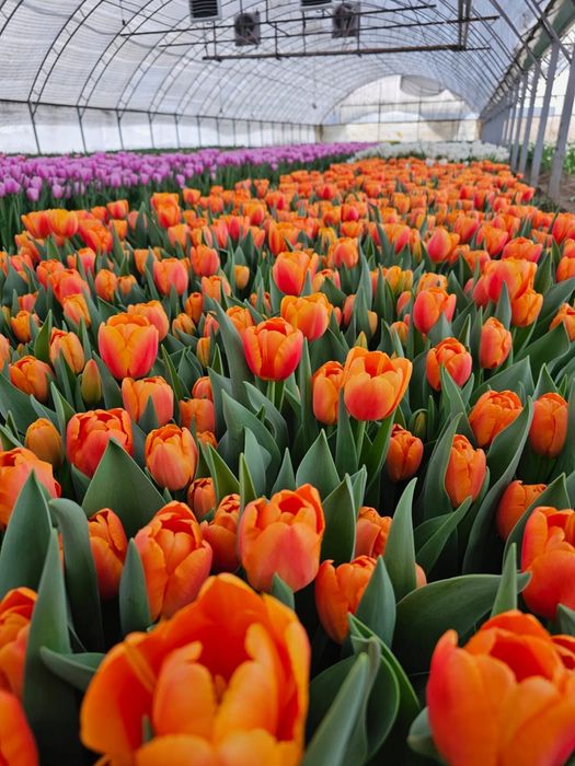 Тюльпаны оптом