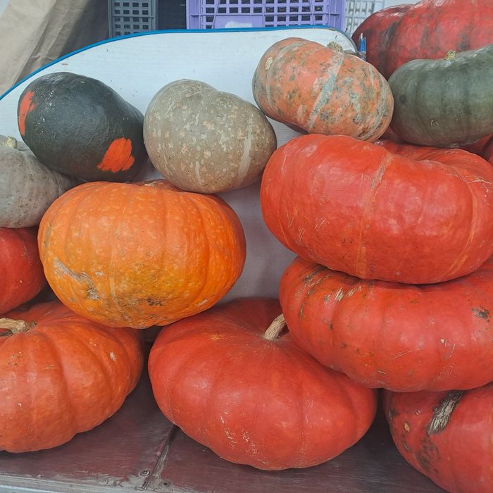 Тыква домашняя. Продам.
