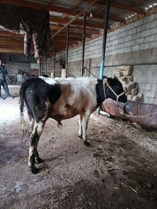 Буқа сатылады аа