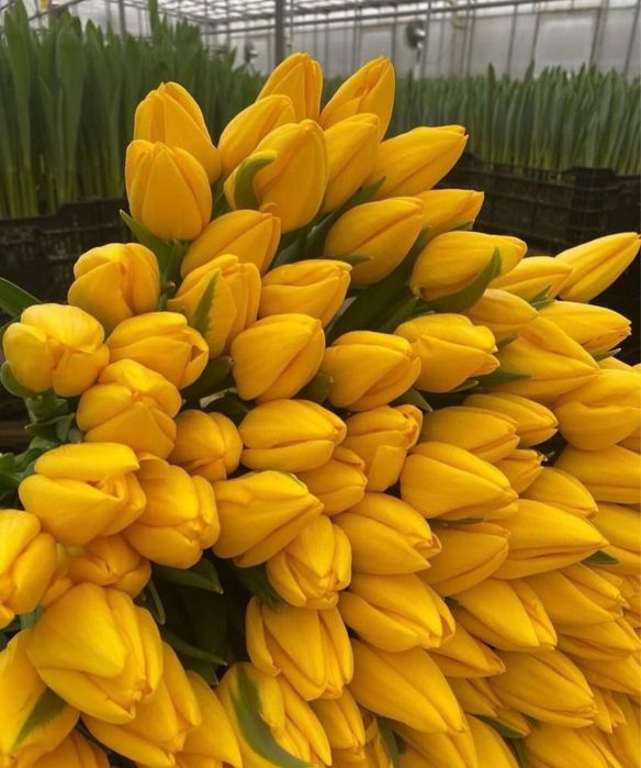 Тульпаны Доставка продам