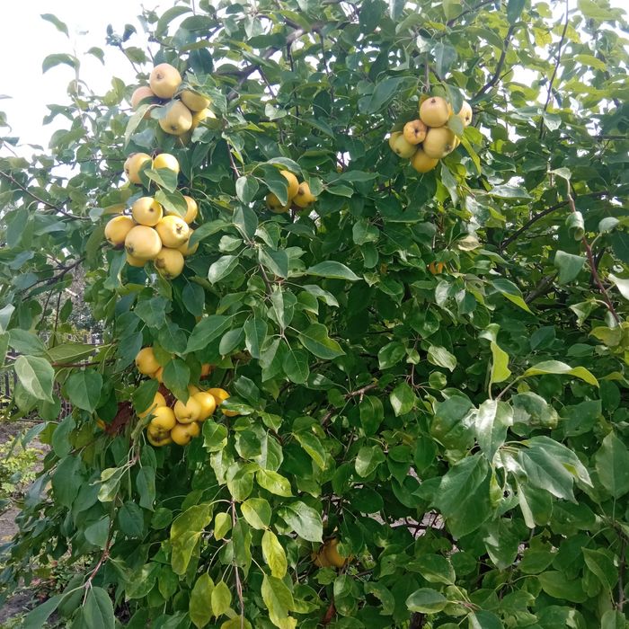 Продам дачу 6 соток