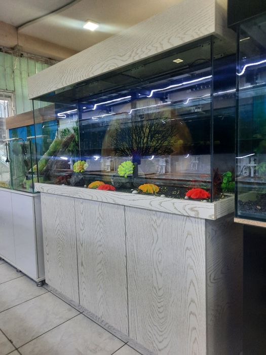 Sotiladi optimi  tayor akvarumla