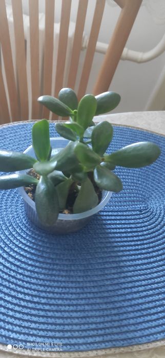 Продам укорененные молодые растения