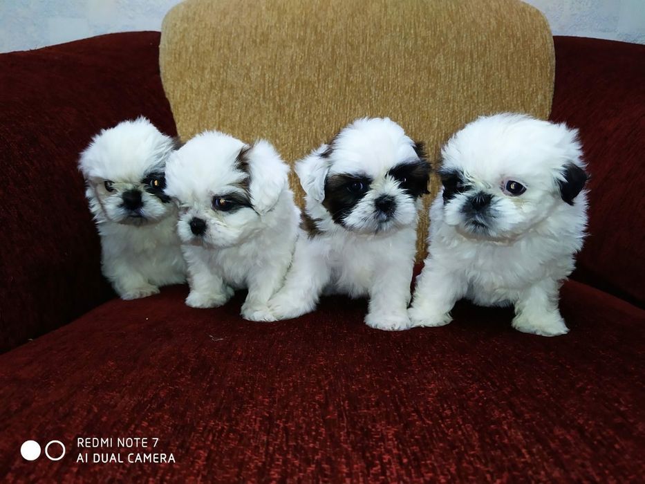 Продаются щенки ши-тцу 2 девочки 2 мальчика