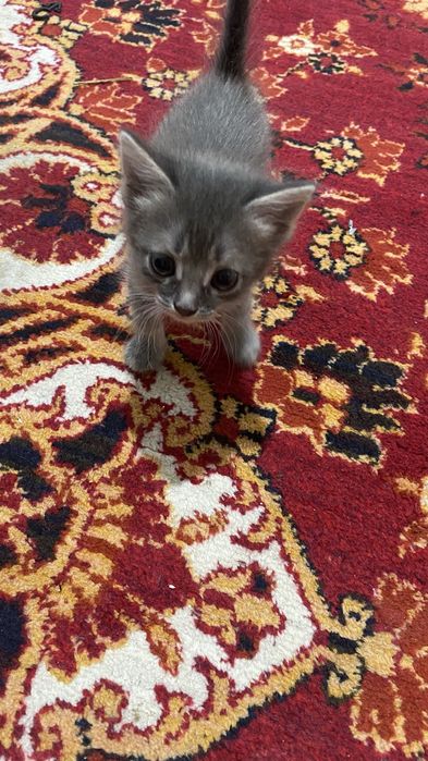 Отдам котять в хорошие руки