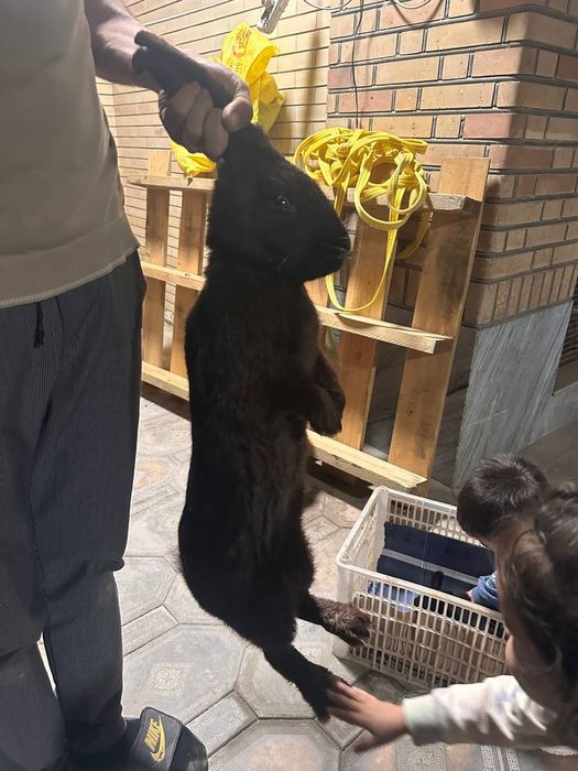 Quyon sotiladi jdhssh