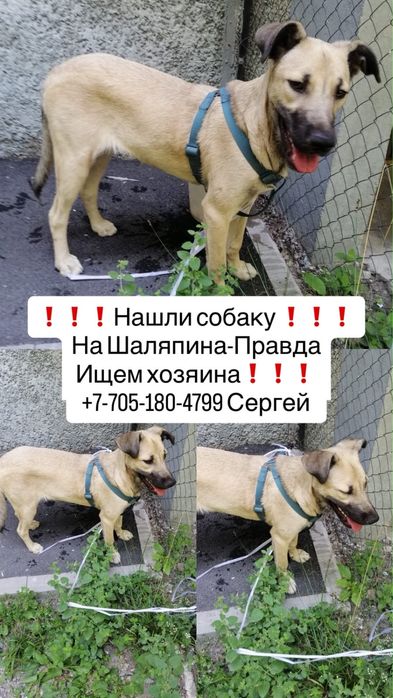 Найдена собака домашняя