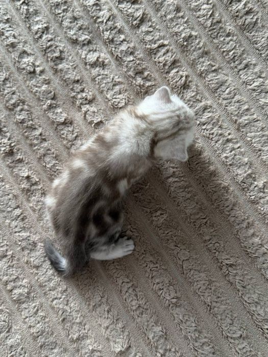 Продаются котята скоттиш страйт