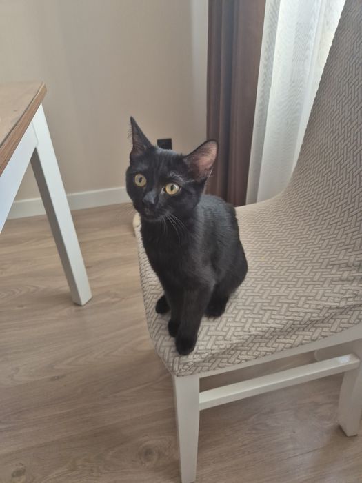 Отдам даром котенка 4,5 мес.