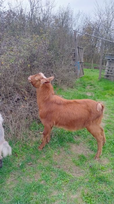 Vând capre tinere !