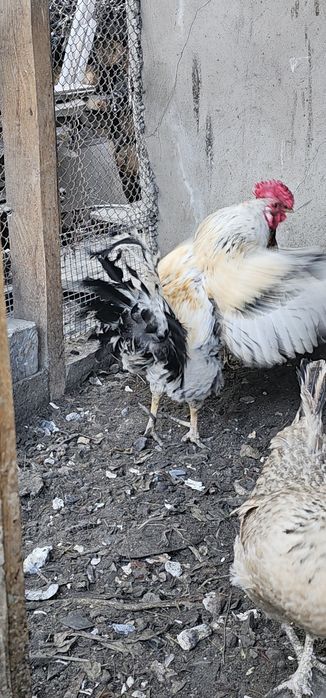 әтештер сатылады