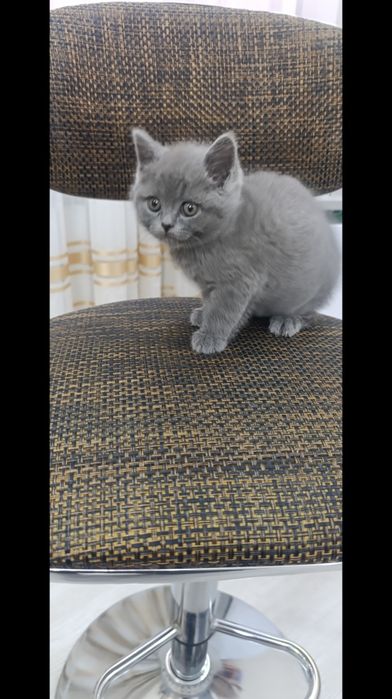 Чистокровная британочка