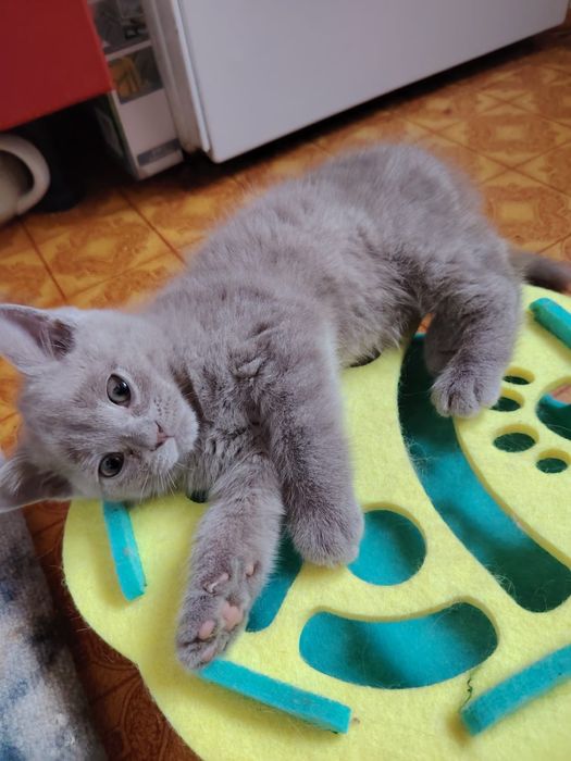 Селкирк рекс серо-голубая девочка