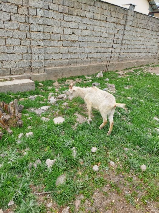 Эчки сотилади зотли 10 ойлик