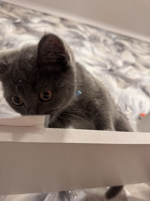 Отдам котенка 4 месяца