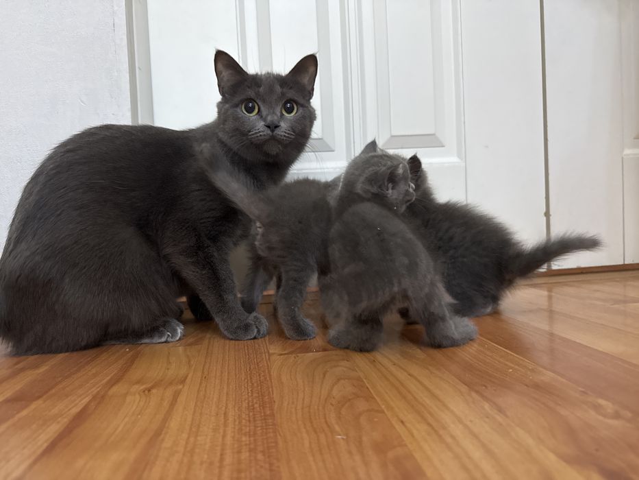 Продам котят британской короткошерстной