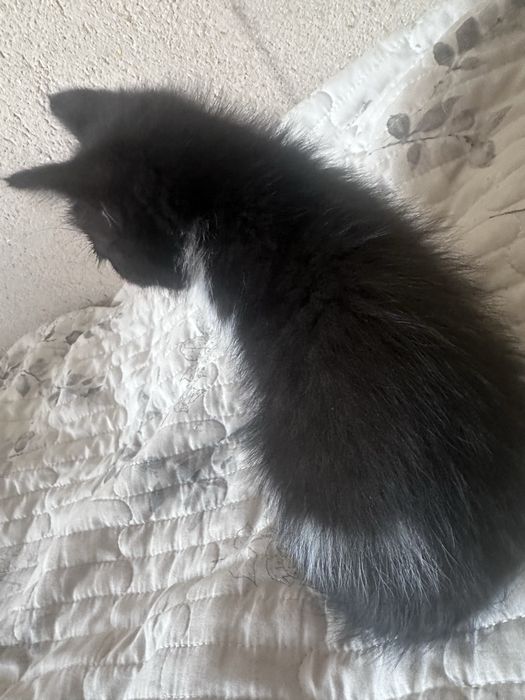 Отдам котиков в дрбрые руки