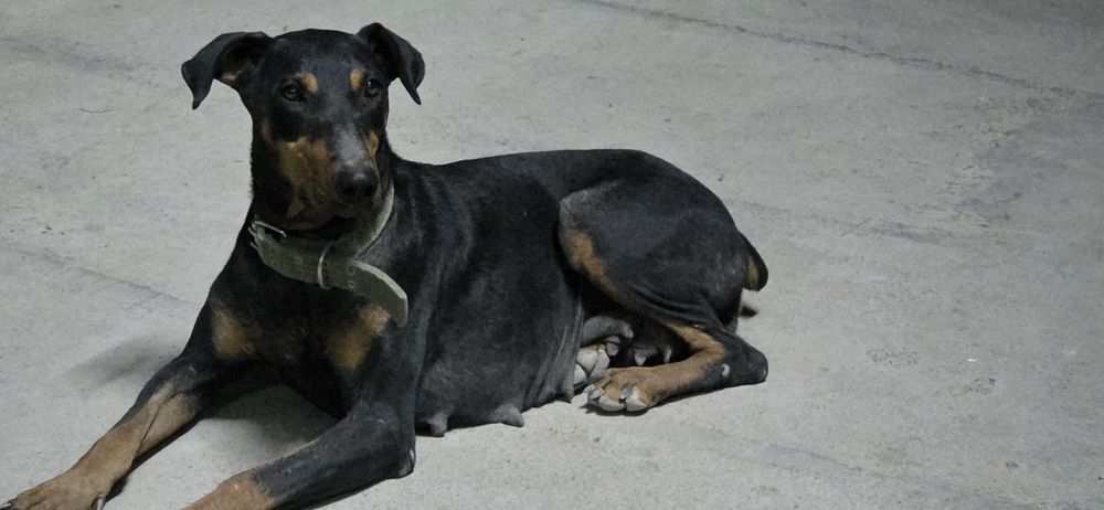 Продам щенки доберман 1 девочки и 3 мальчик девочки остались 2 месячны